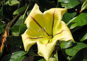 Sub-tropical garden