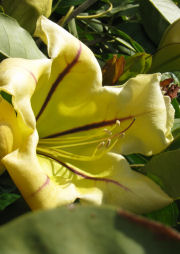 Subtropical garden